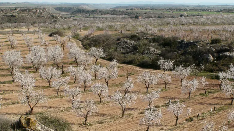 Almond Blossom in Mallorca