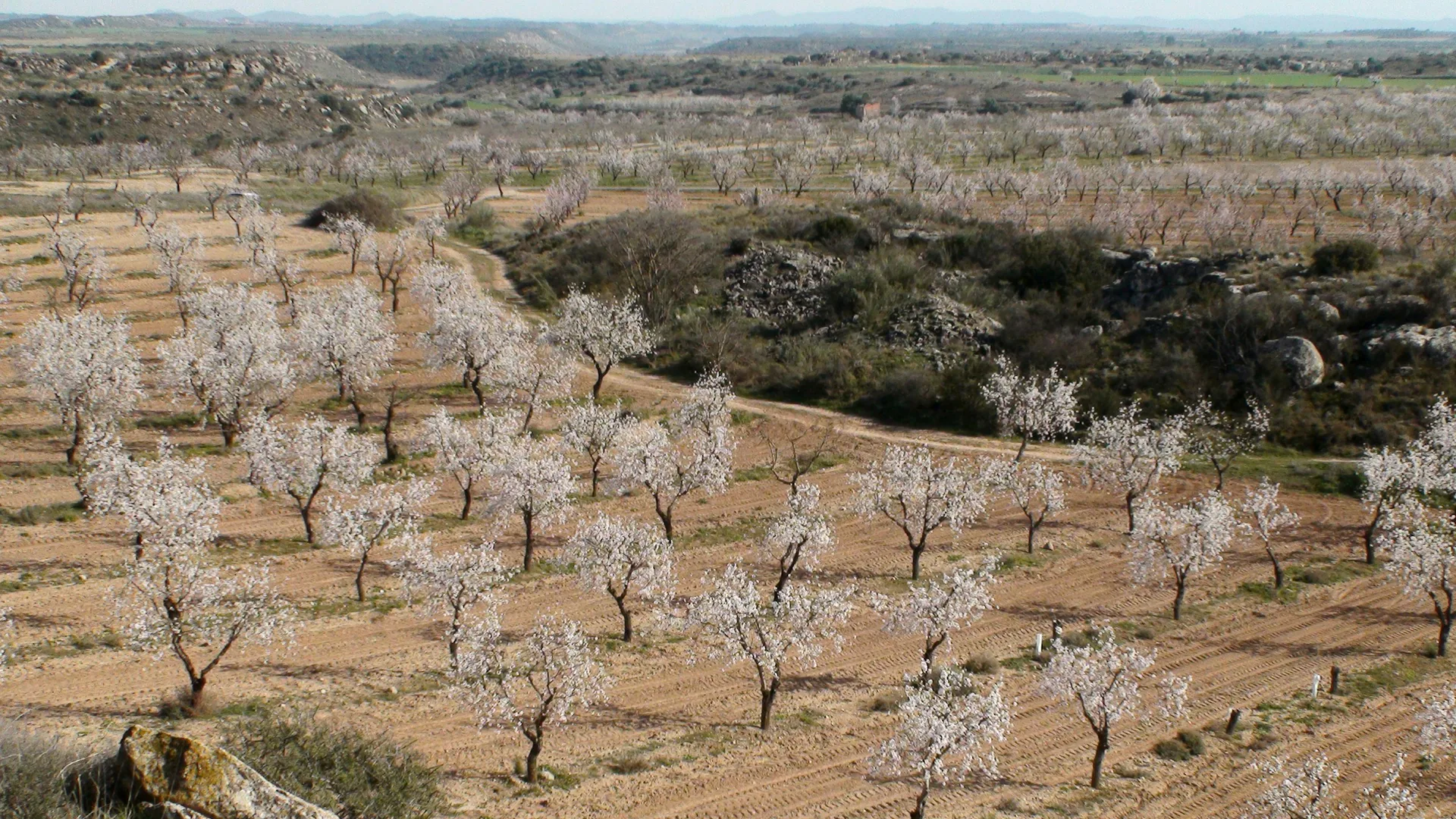 Almond Blossom in Mallorca